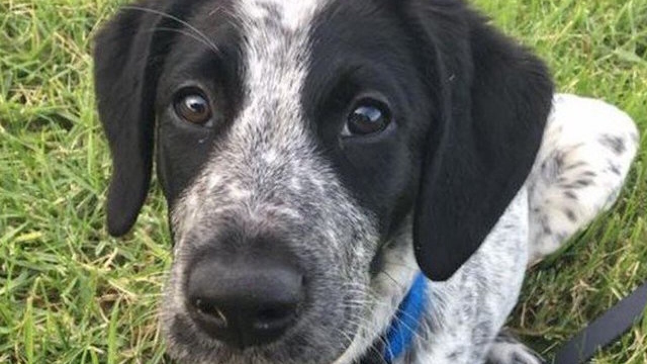 Trainee bomb detector puppy shot dead at New Zealand airport