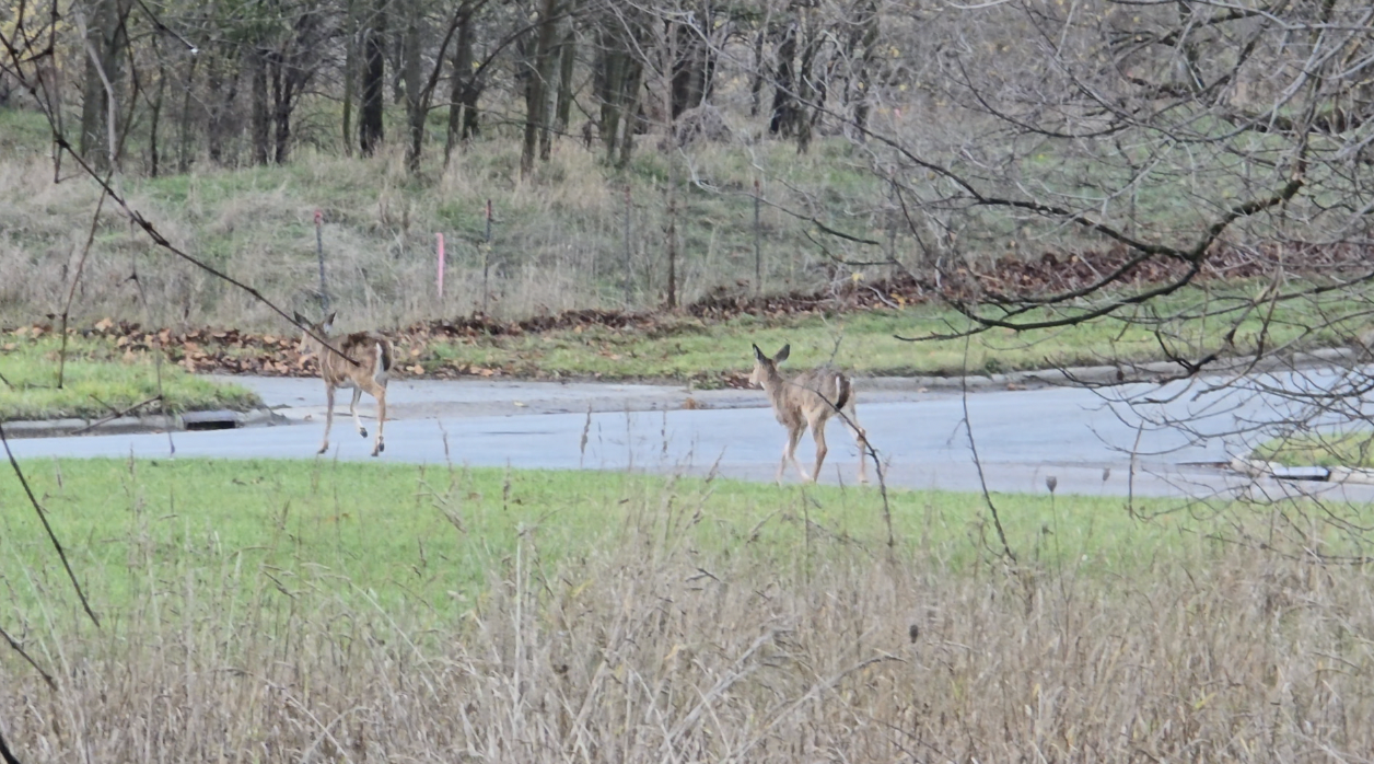 GRAND RAPIDS DEER 2.png
