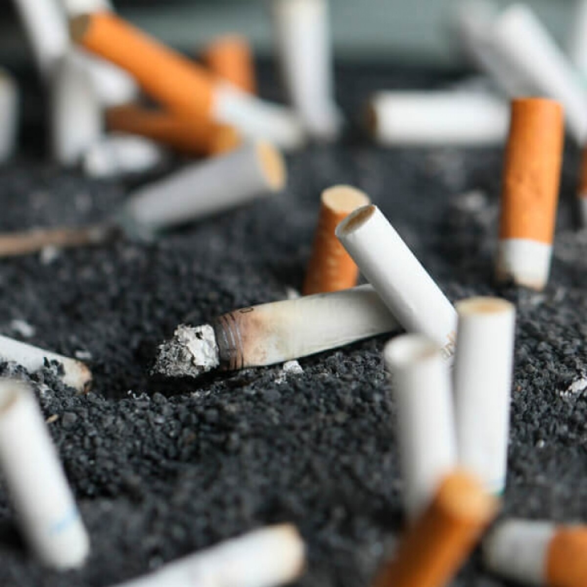 dog ate cigarette symptoms What To Do If Your Dog Ate Tobacco or Nicotine Products