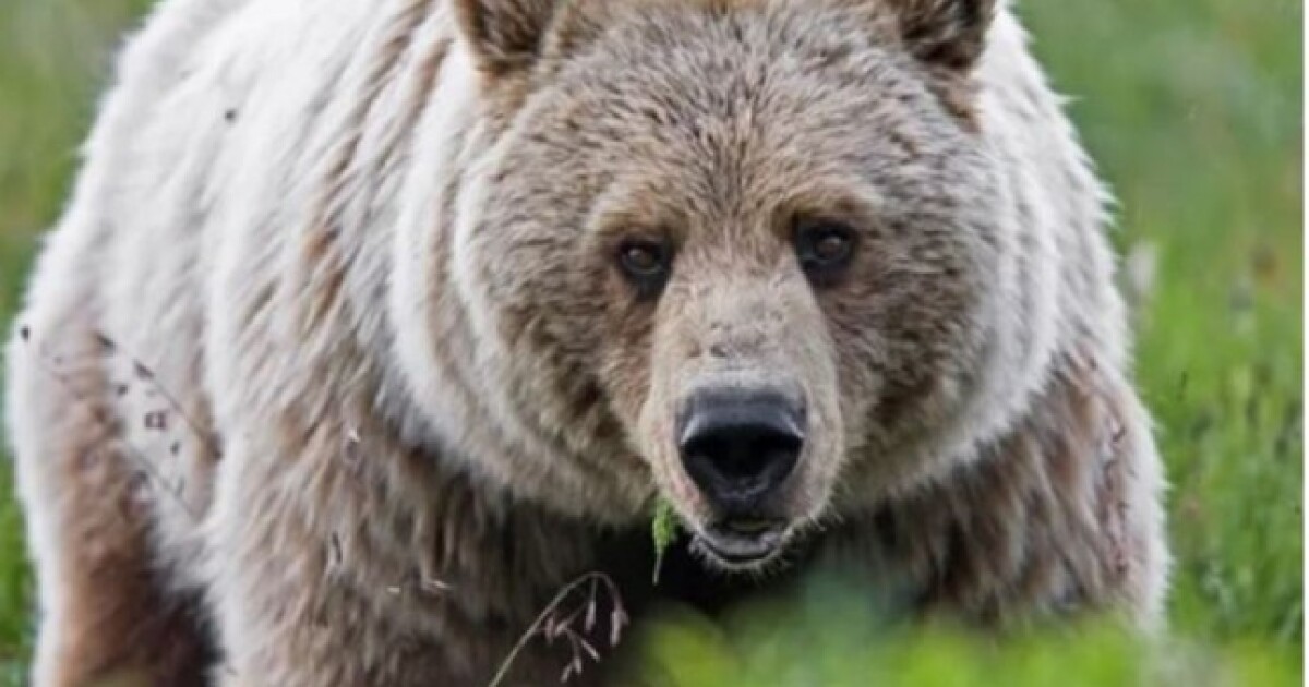 Wildlife advocates ask Congress, Biden administration to up grizzly bear  efforts