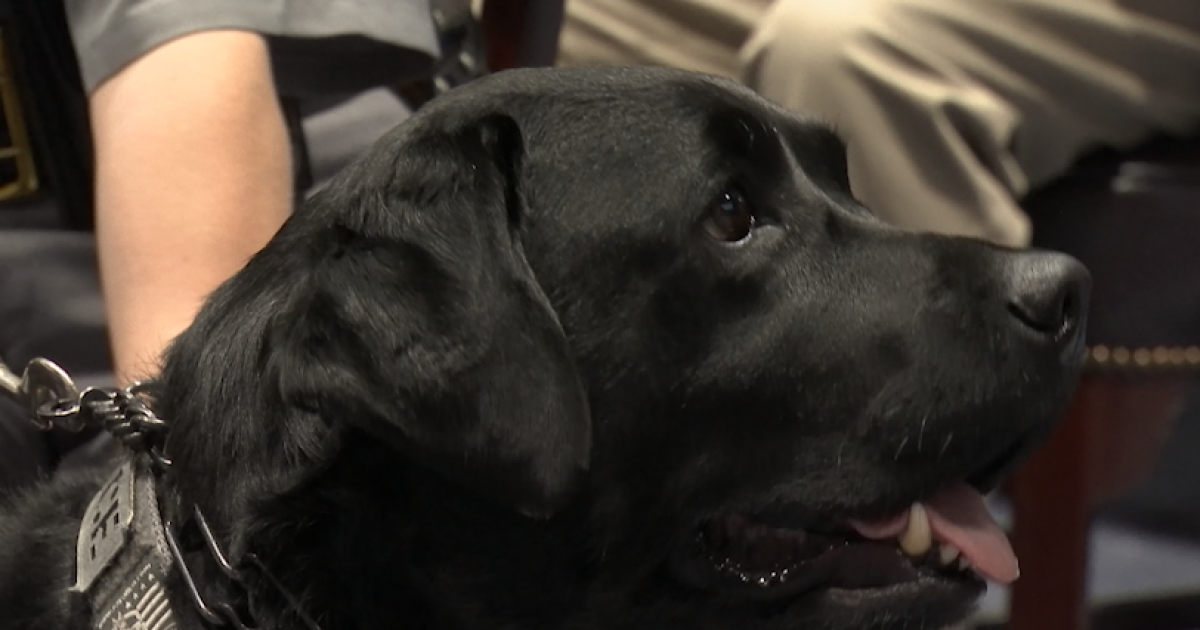 New law protects police electronic detection dogs - Vimarsana News