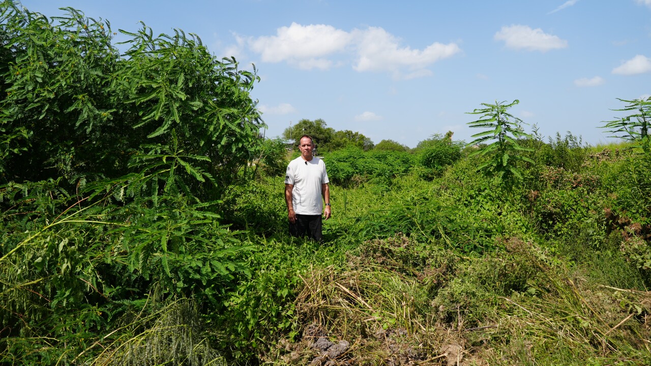 Growing vegetation in Lake Corpus Christi raises safety concerns 