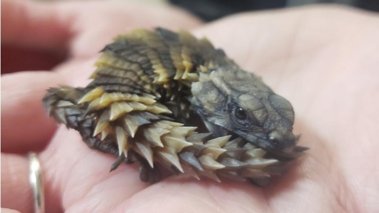 Lizards Recovered By Customs Agents Give Birth At Cincinnati Zoo Lizards Recovered By Customs Agents Give Birth At Cincinnati Zoo