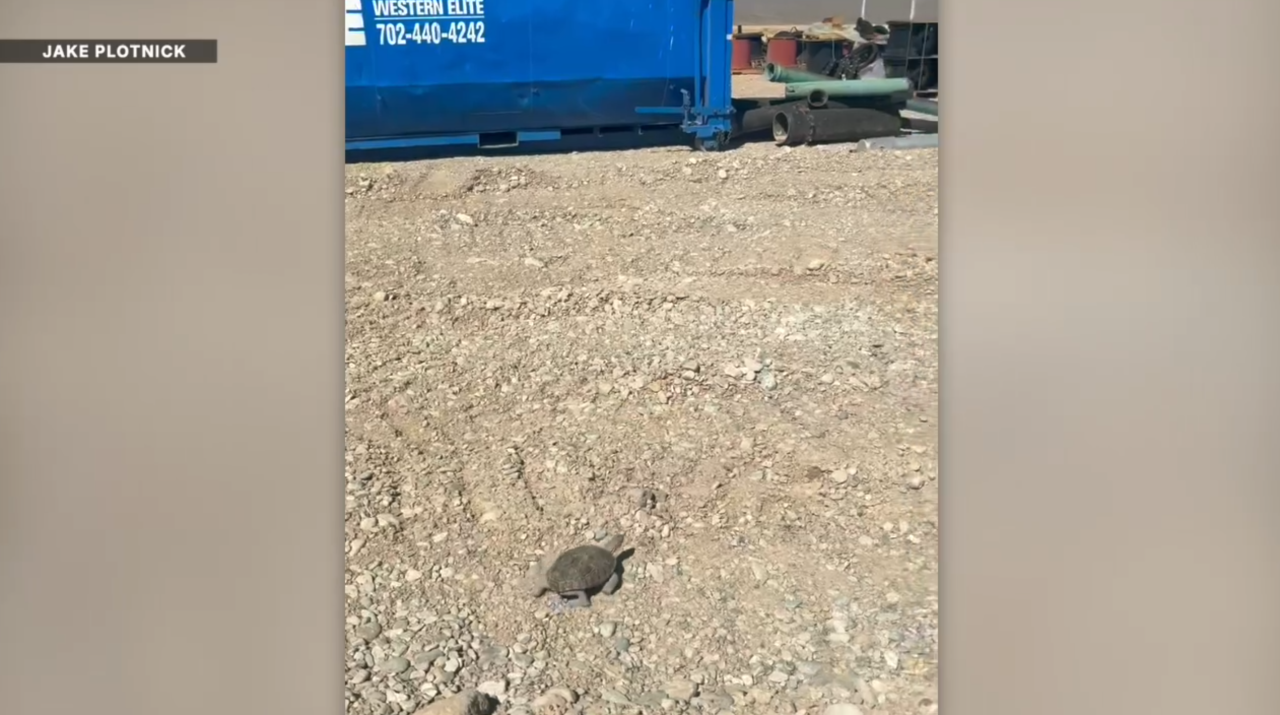 Development pushes further into desert tortoise habitat, raising concerns
