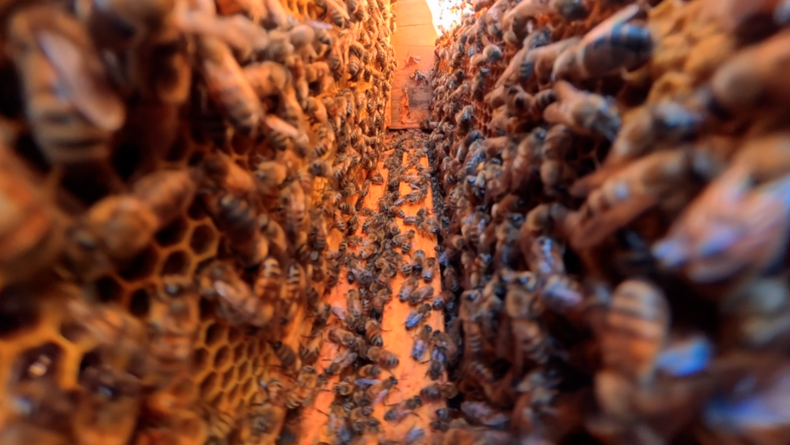 Robin Sizemore, the apiary inspector for Brown and Clermont counties, inspected a hive on her Sardinia farm on April 20, 2026.