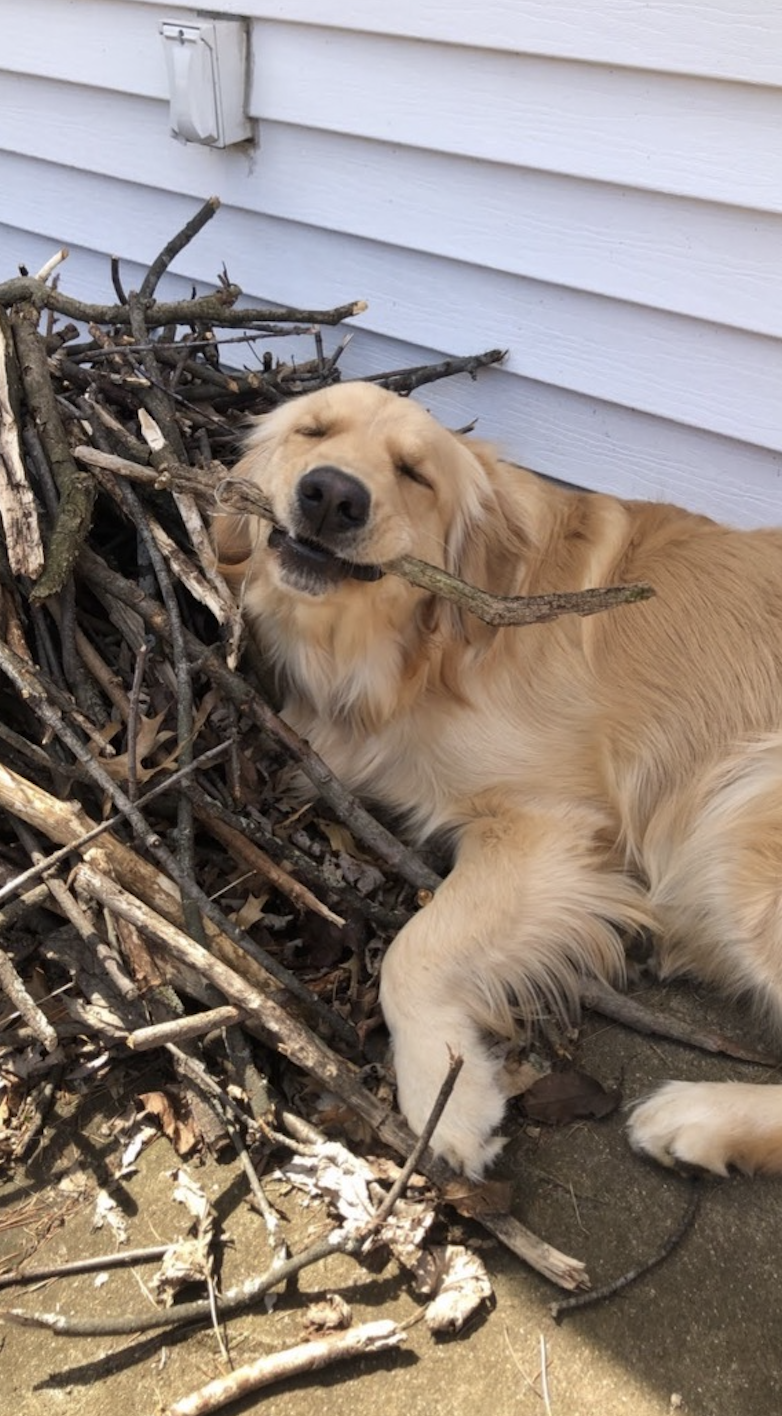 Charlie the Golden Retriever