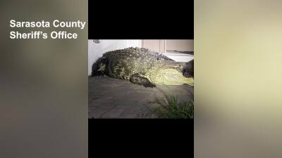 VIDEO: 14-foot alligator removed from Sarasota County neighborhood