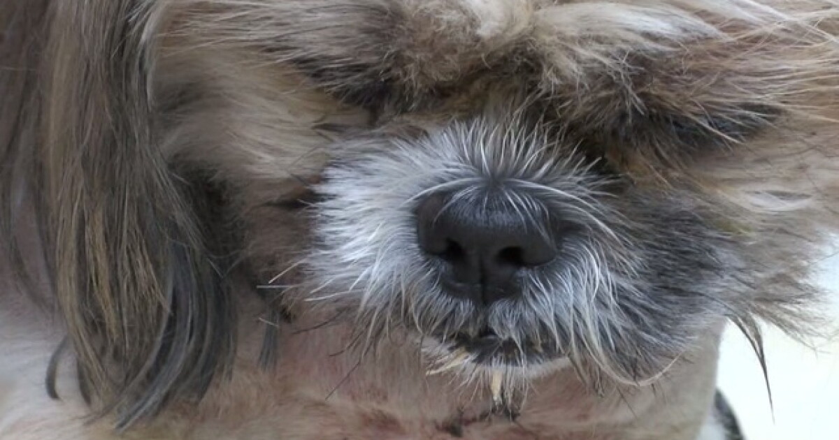 Tierrasanta dog attacked by coyote