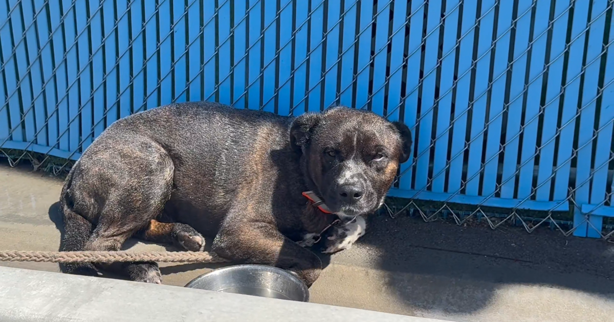 Dog abandoned in extreme heat outside Nevada shelter sparks investigation