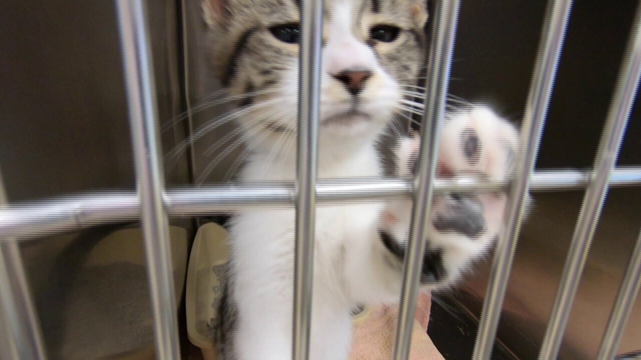 sheltercat.jpeg