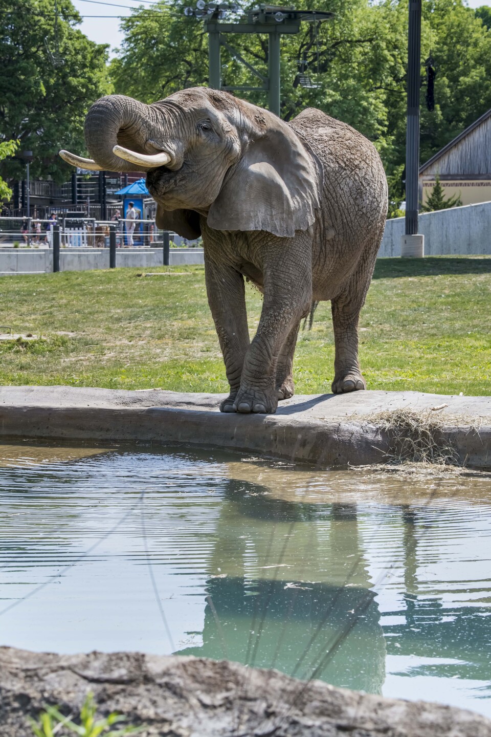 Elephant Brittany 06-2023-0036140 E.jpg