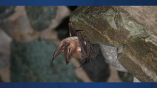 bat.png
