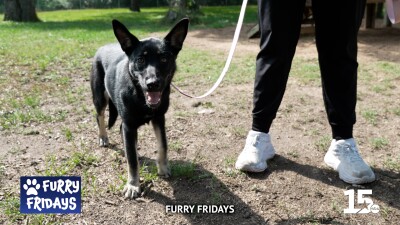 Furry Friday Harmonica