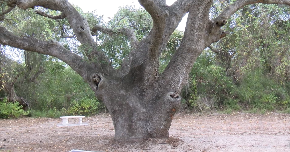 Ingleside honors largest Oak tree with plaque dedication - Vimarsana News