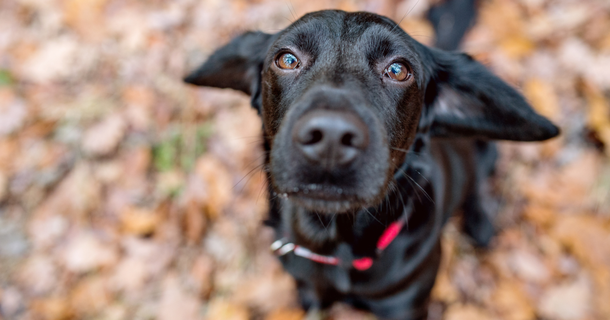 Consumer Reports: DIY tips for tackling fleas, pet hair and skunk spray