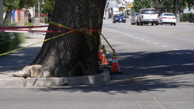Fire-damaged tree leaves downtown Bakersfield mental health clinic with $8,500 removal bill