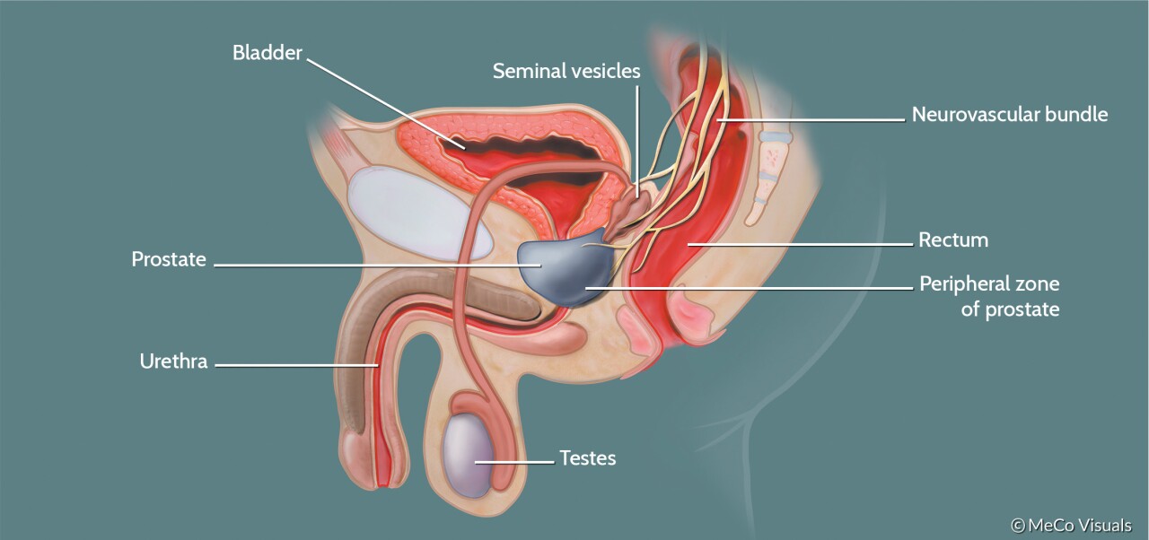 Prostate Anatomy