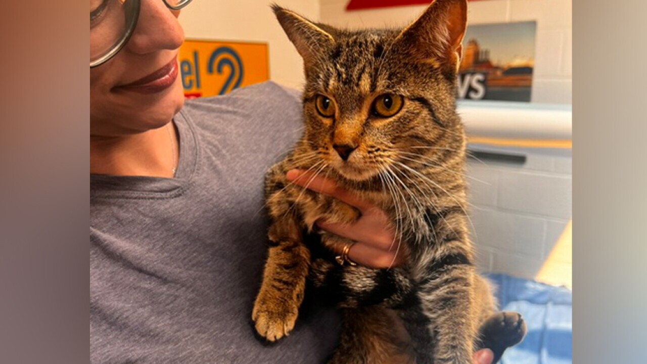 amelia harford county humane society