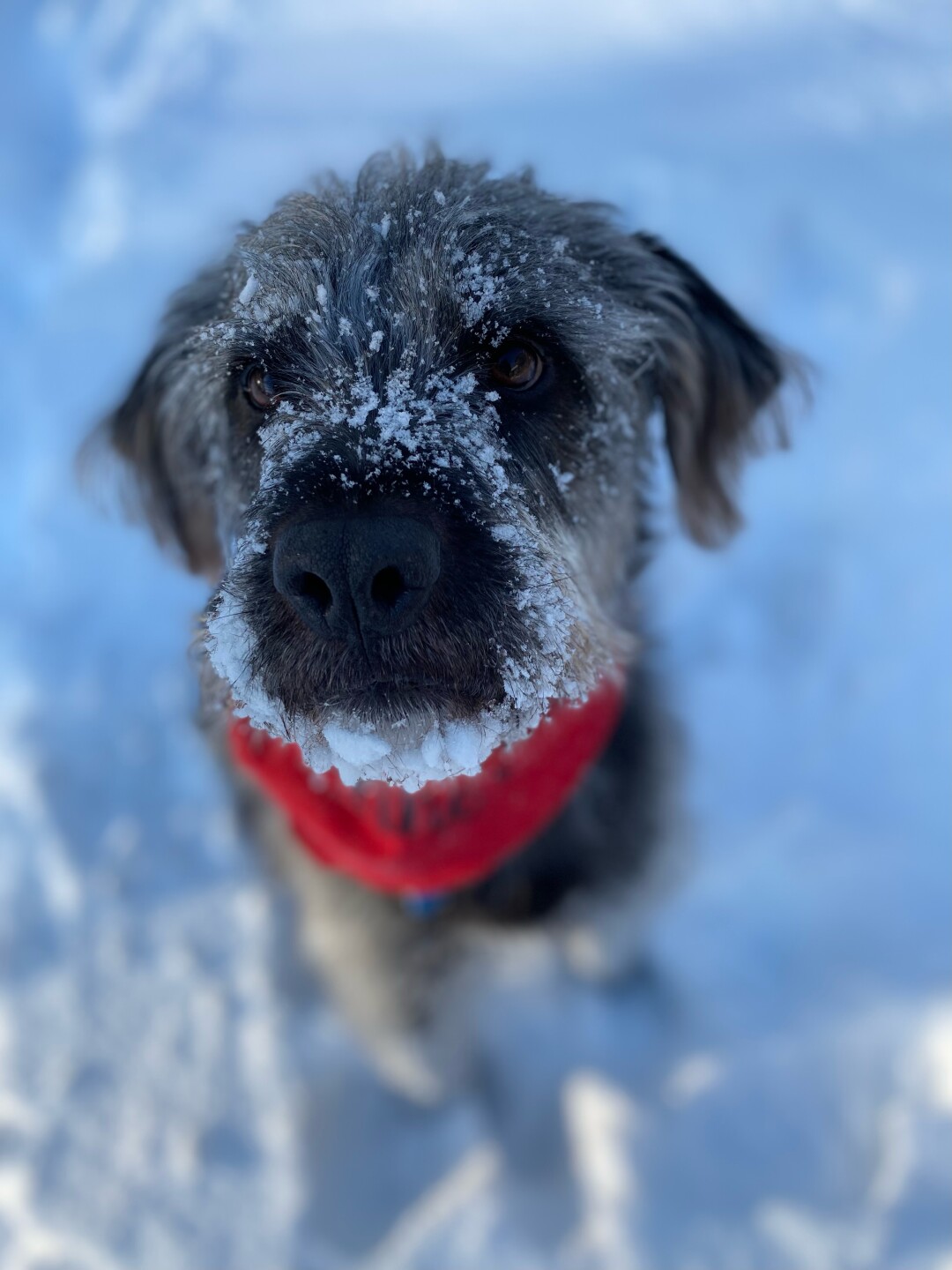 Auggie in the snow