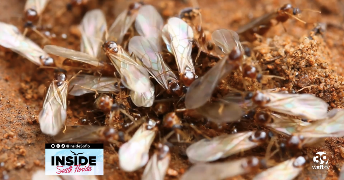 Protecting Your Property Understanding and Preventing Termite Infestation