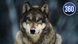 360_gray wolves.jpg