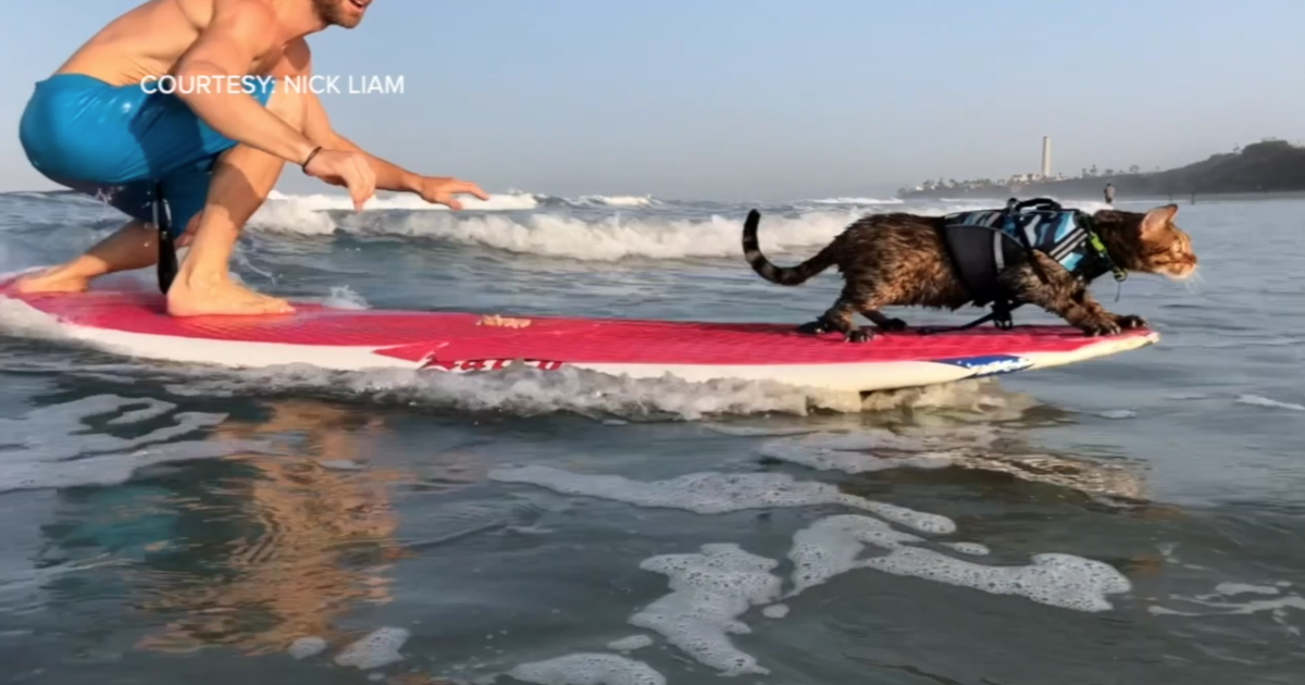 Scarborugh Surf Cat Surfing cat in California raising mental health awareness