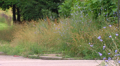 tall grass.PNG