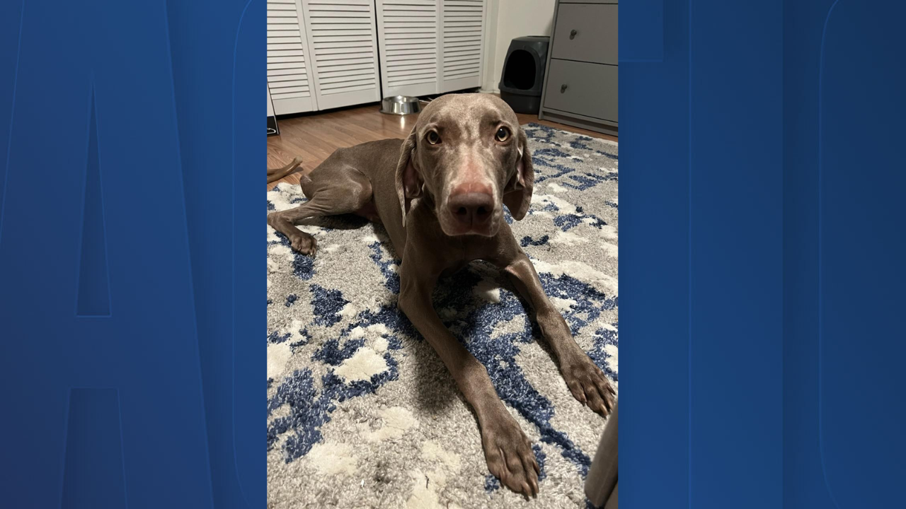 Rescues in Action: Winston