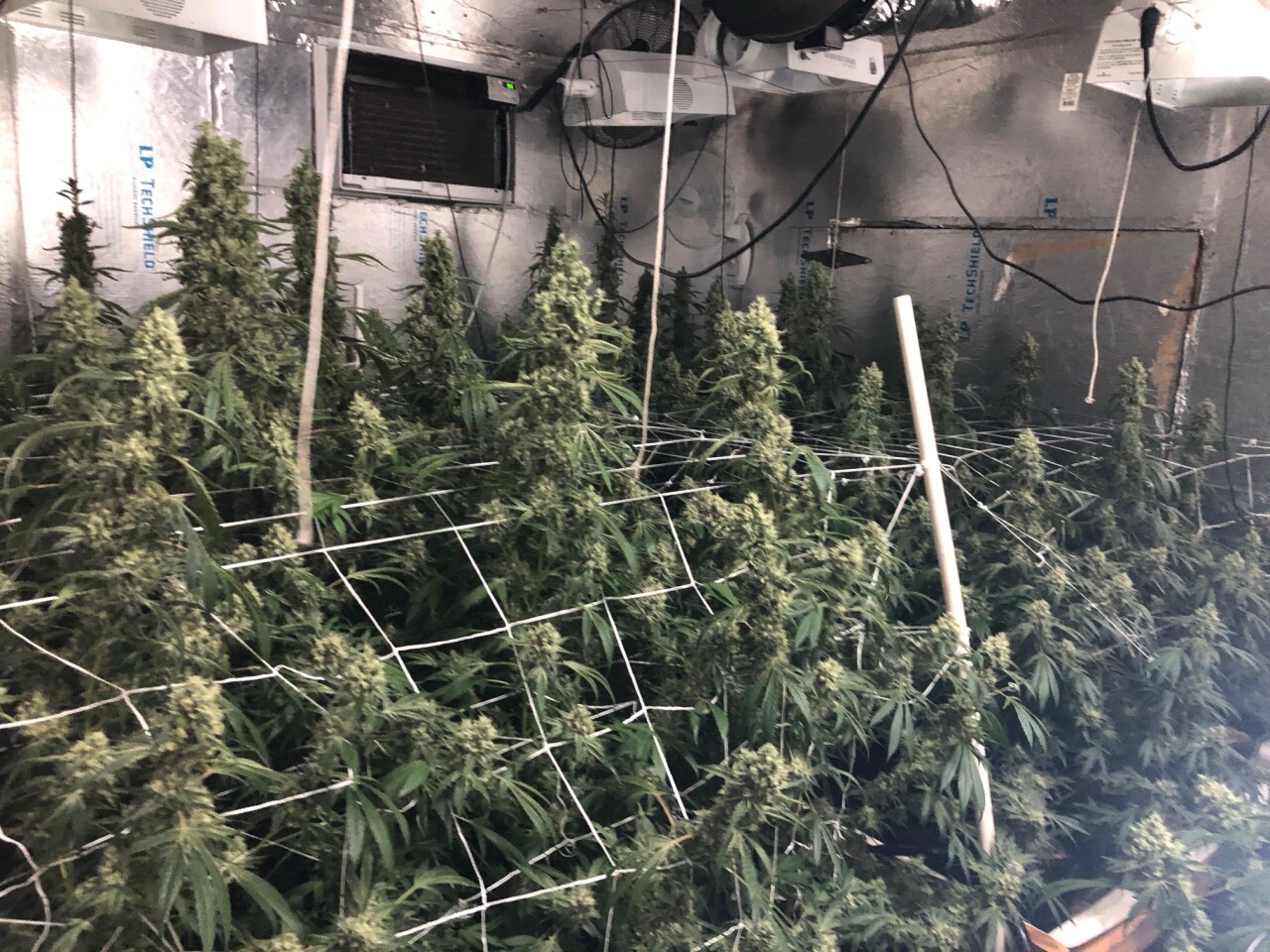 20-150 Cannabis Grow 2.jpg