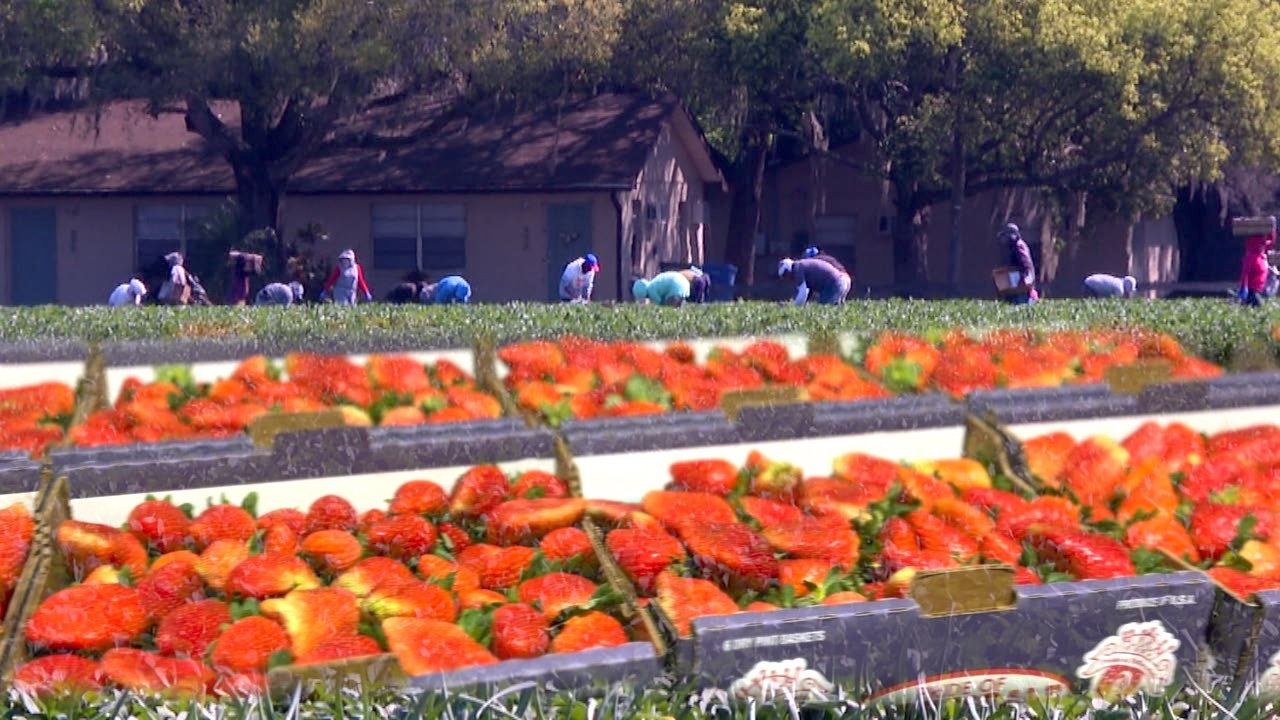 Florida strawberry farmers