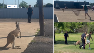 Waco police kangaroo chase