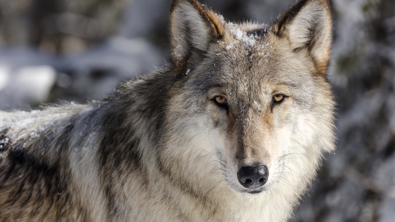 Wolf Wolves