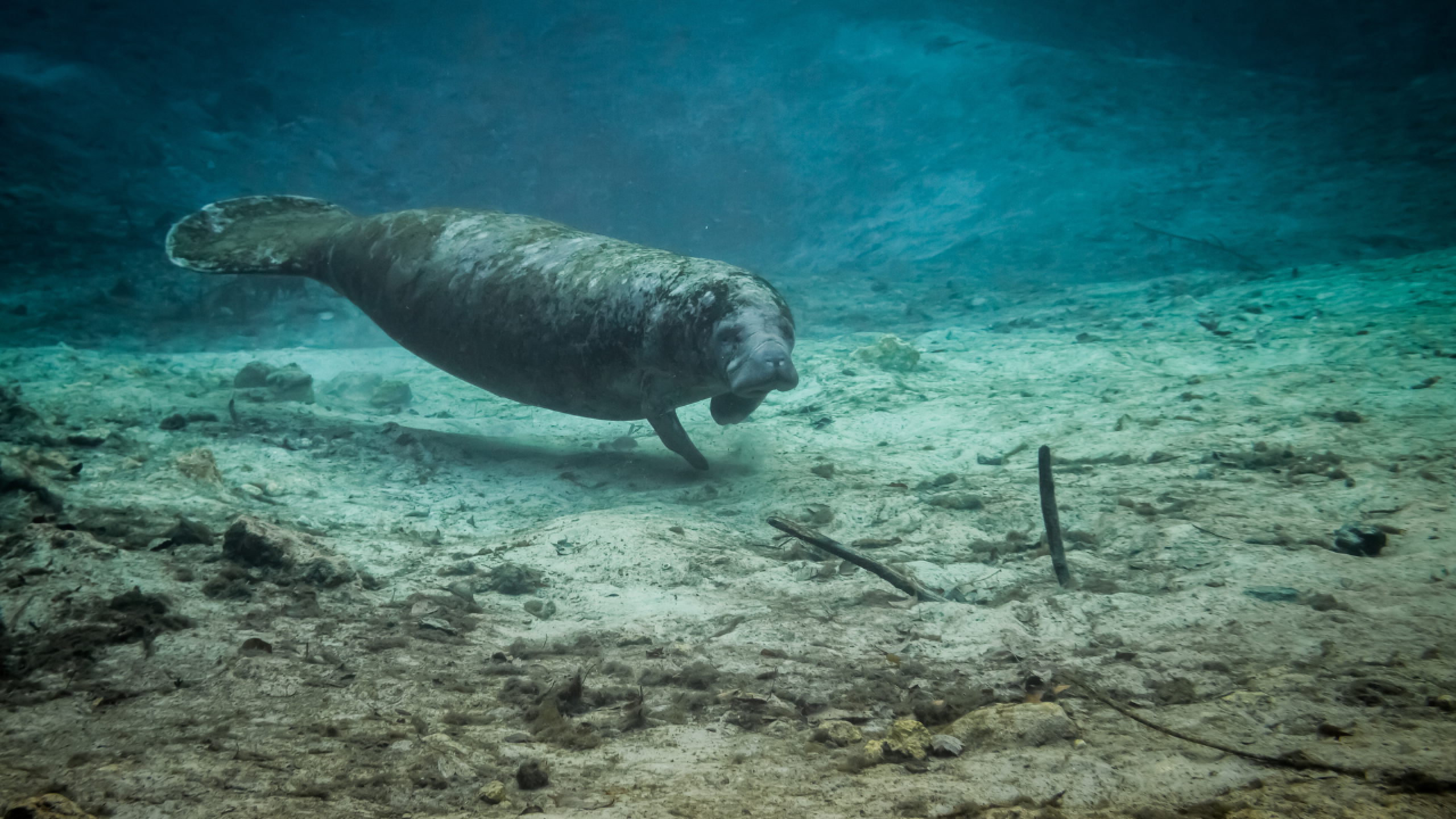 On International Manatee Day, work to save beloved species continues