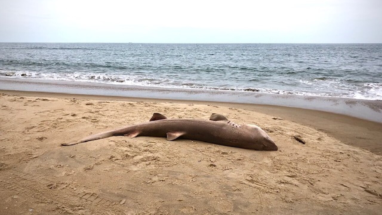 shark photo near back bay wildlife refuge.jpg