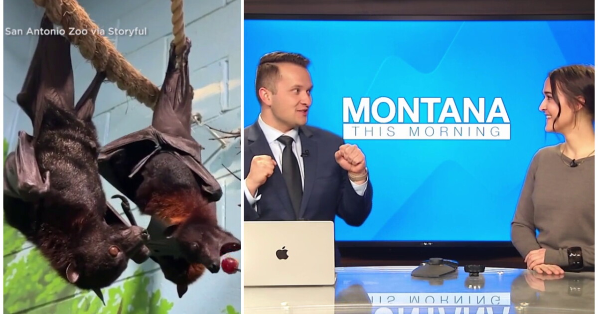 Ryan and Maggie talk about flying foxes (video) - Vimarsana News