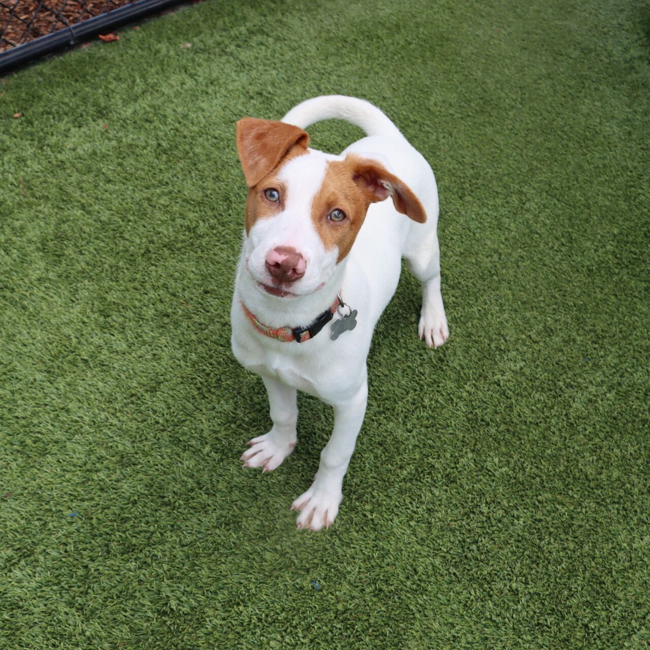 Pet of the Week