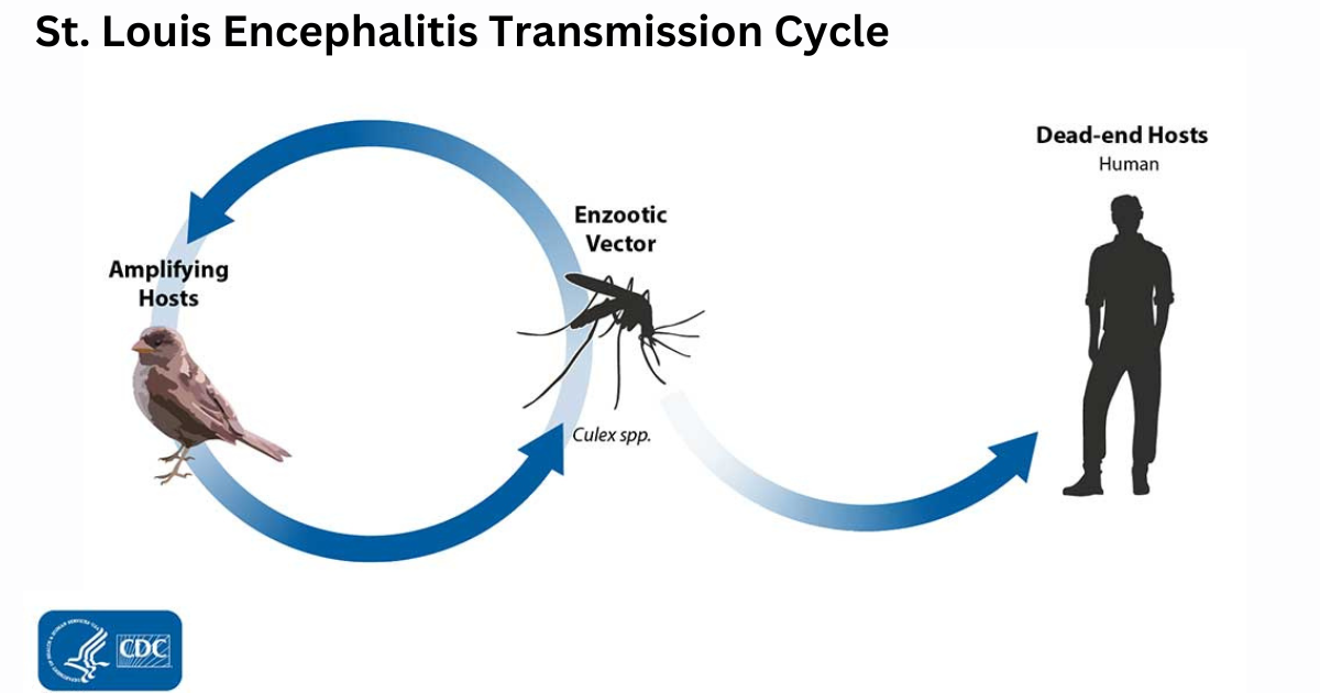 Kingsville health department responds to St. Louis Encephalitis Virus detection in mosquito pool