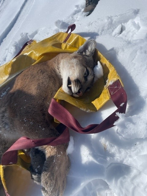 Mountain Lion Captured