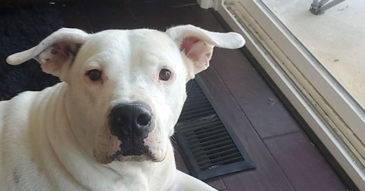 Dog shot by Cal City police near his home - Vimarsana News