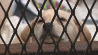 Shelter puppy