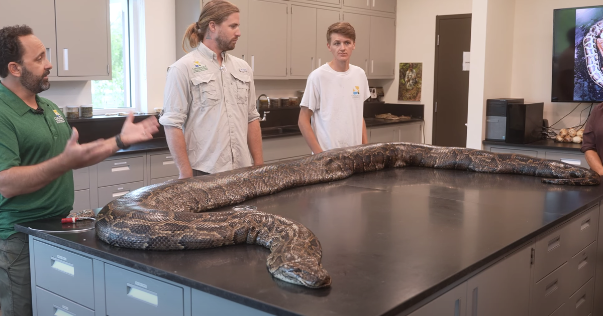 Record-breaking 18-foot, 215-pound python caught in Florida