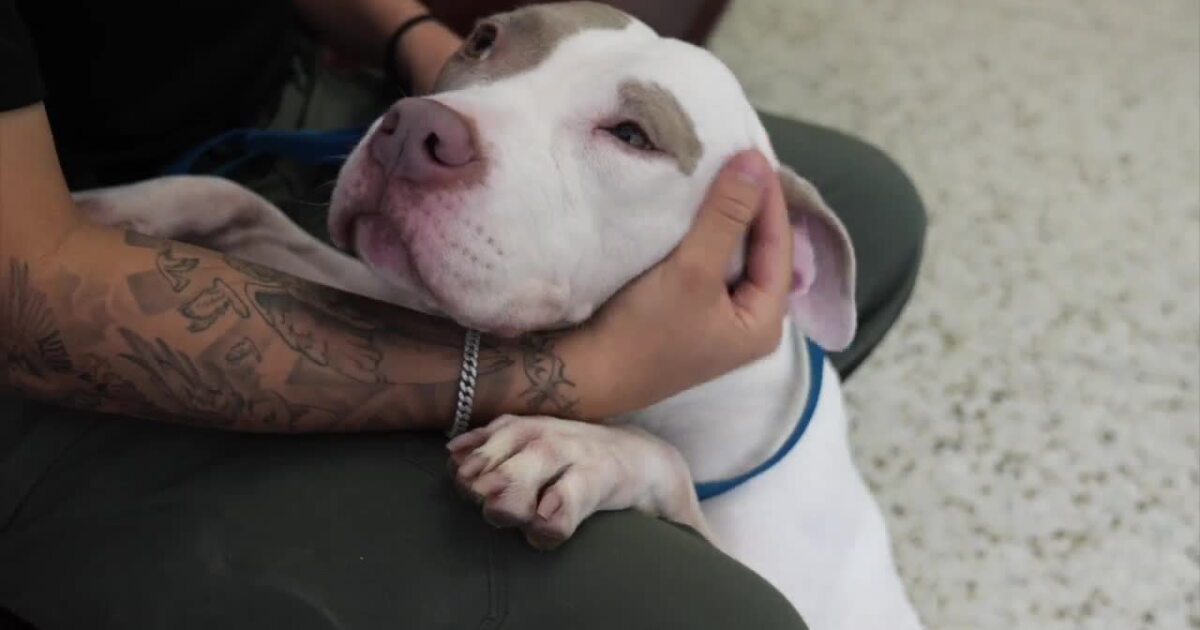 MCSO MASH Minute: Meet Wanda, a pit mix rescued from abuse and neglect who is looking for a forever home