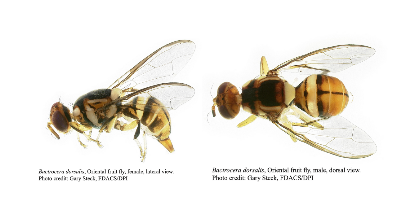 invasive fruit fly