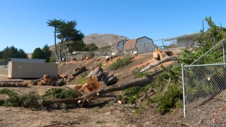 del mar trees.jpg