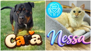 Adoptable Pets Of The Week: Cara and Nessa