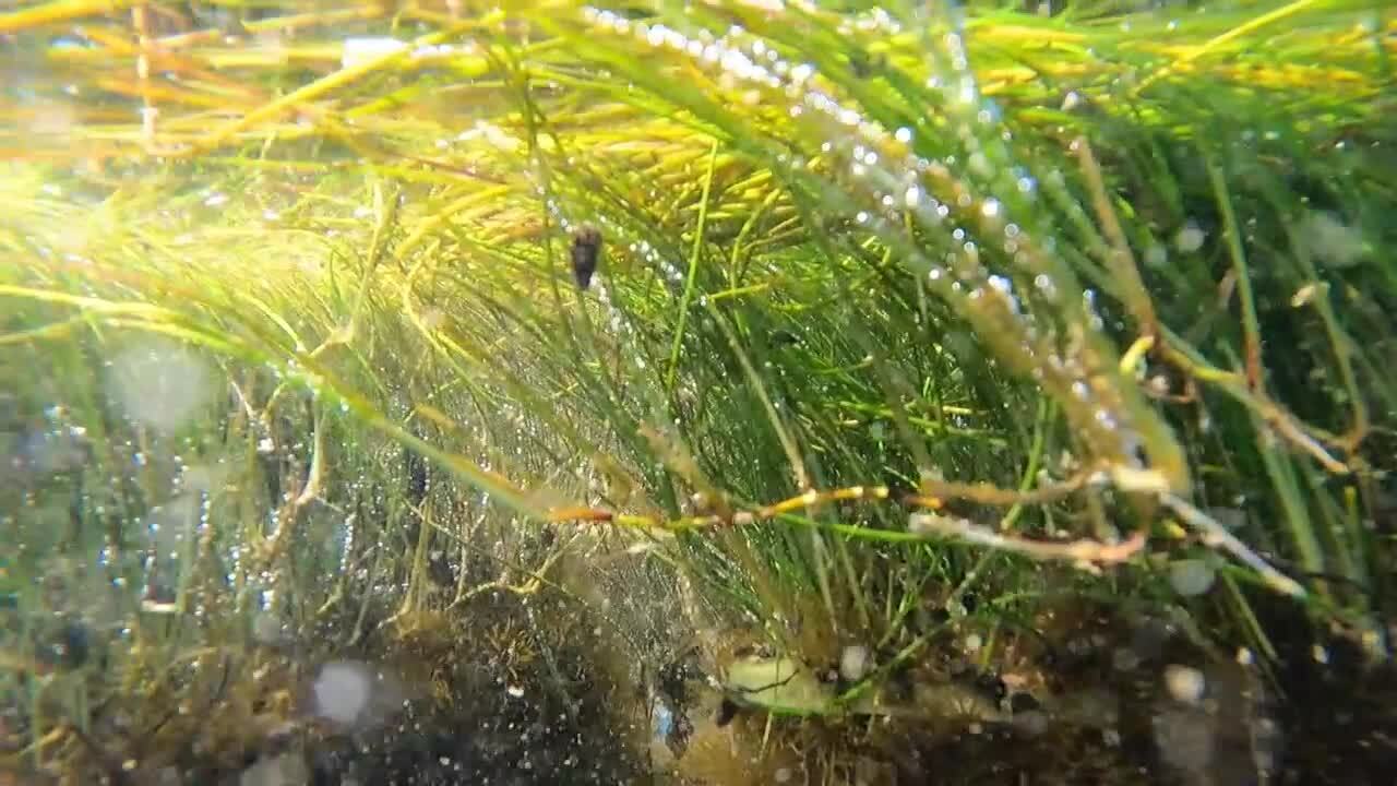 seagrass survival inherent upon Lake Okeechobee discharges