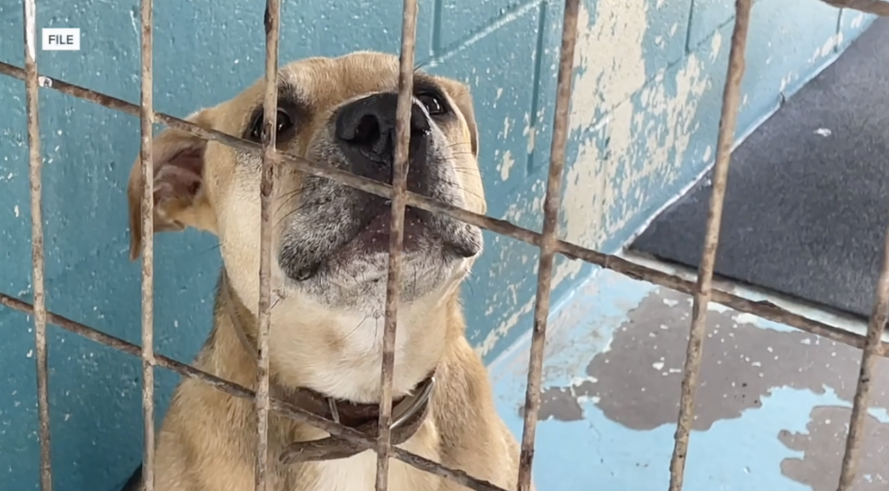 'It's not a joke anymore': Local residents demand solutions against stray animal crisis in Robertson County
