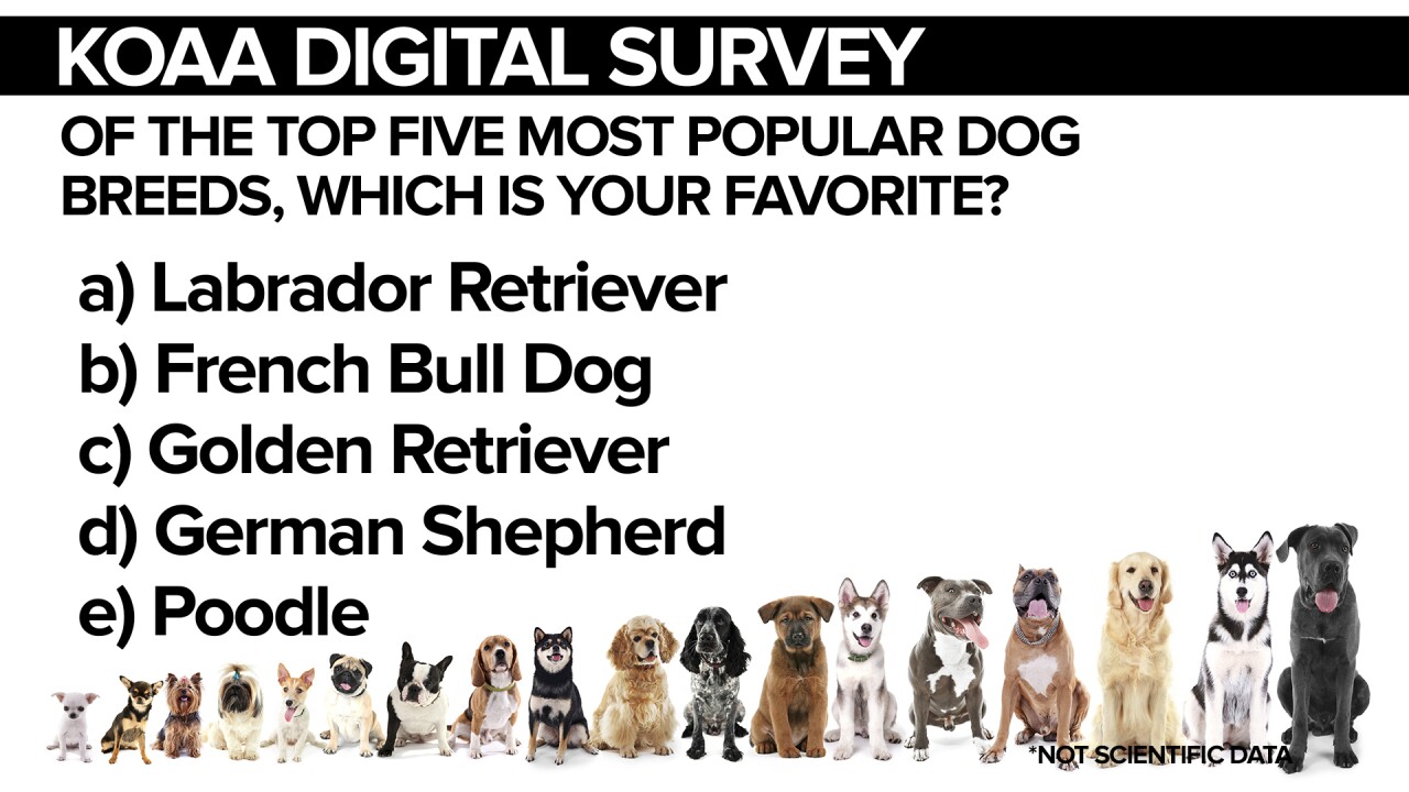 Bulldog Puppies French Bulldog Akc Top 10 Breeds America's 36 Most