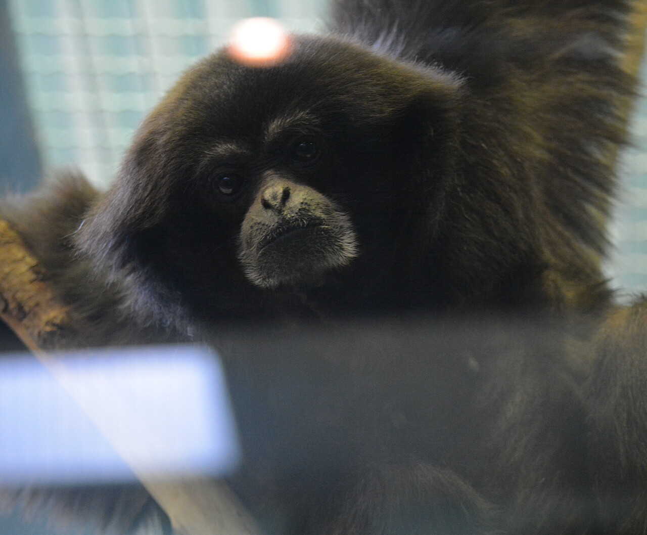 Robin, The White-Handed Gibbon
