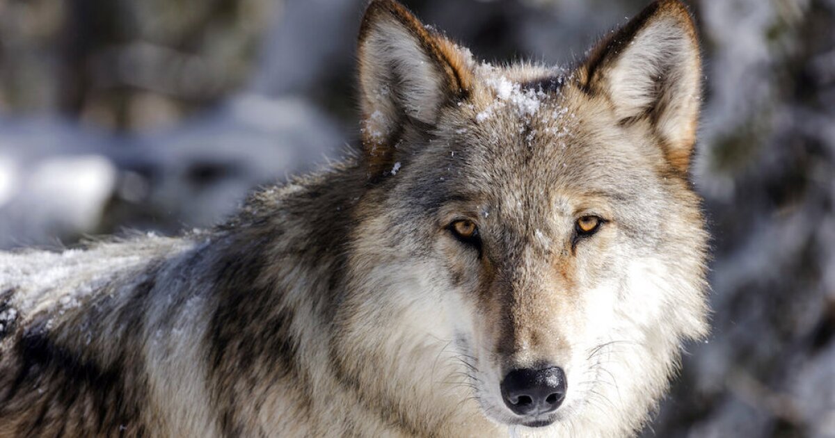 Utah appeals court upholds public records release on wolves